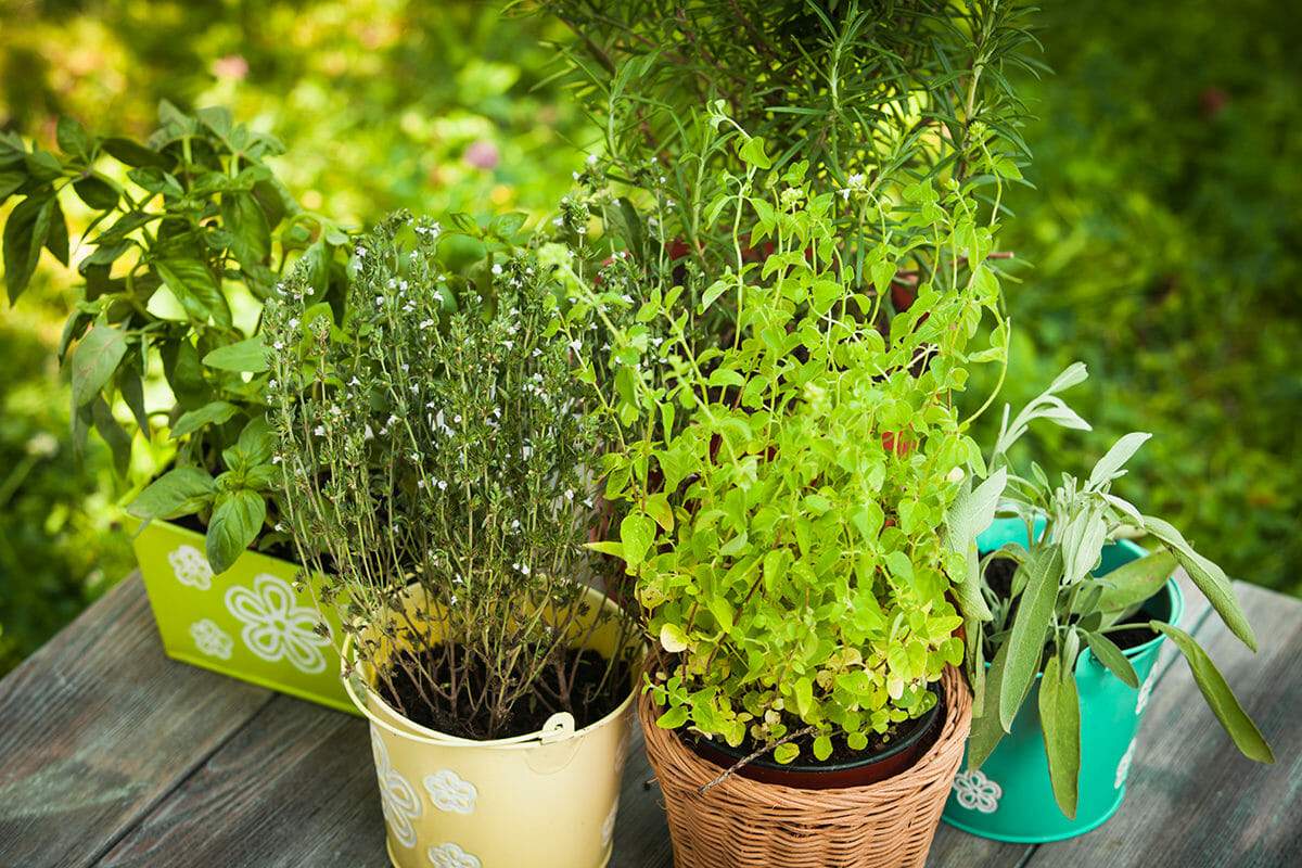 Medicinal Plants